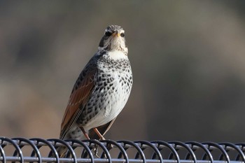 Dusky Thrush 勅使池(豊明市) Sat, 2/6/2021