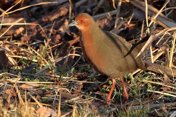 Ruddy-breasted Crake 勅使池(豊明市) Sat, 2/6/2021