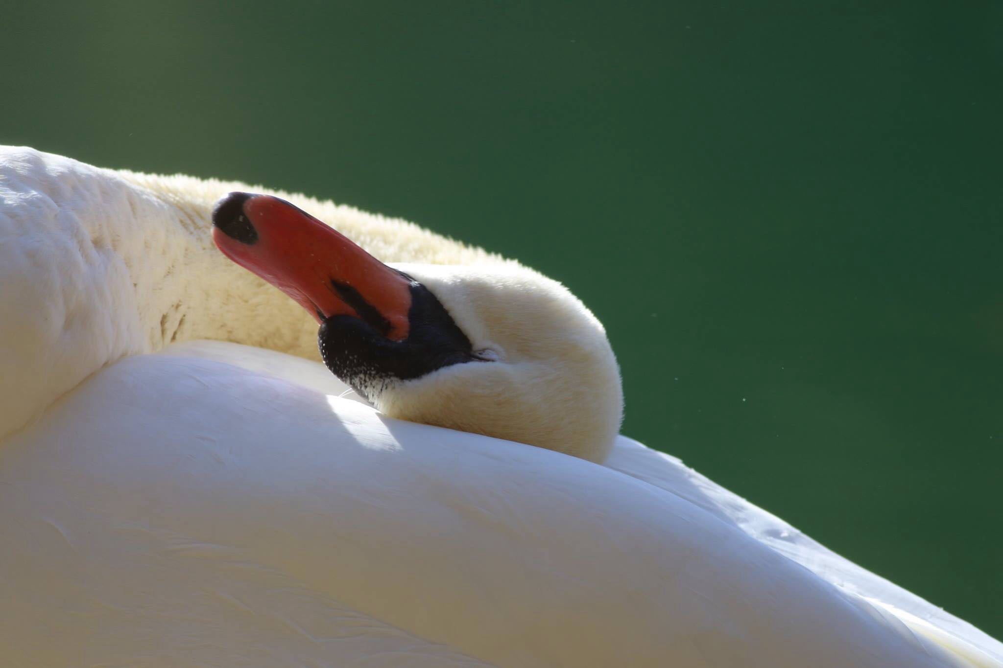 Photo of Mute Swan at 山梨県南アルプス市 by 福島嵩之