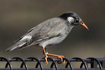 White-cheeked Starling 勅使池(豊明市) Sat, 2/6/2021