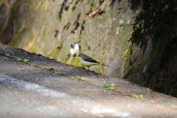 キセキレイ 山梨県南アルプス市 2016年12月26日(月)