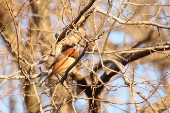 Bull-headed Shrike 守谷市大柏里山 Sun, 2/7/2021