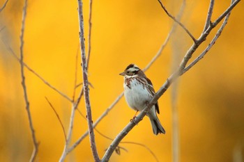 Rustic Bunting 守谷野鳥のみち Sat, 2/6/2021