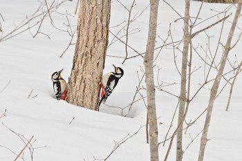 Great Spotted Woodpecker 大沼公園(北海道七飯町) Mon, 2/8/2021