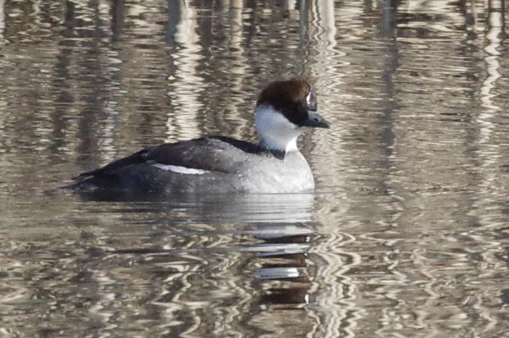 Photo of Smew at Shin-yokohama Park by TOMOTOMO