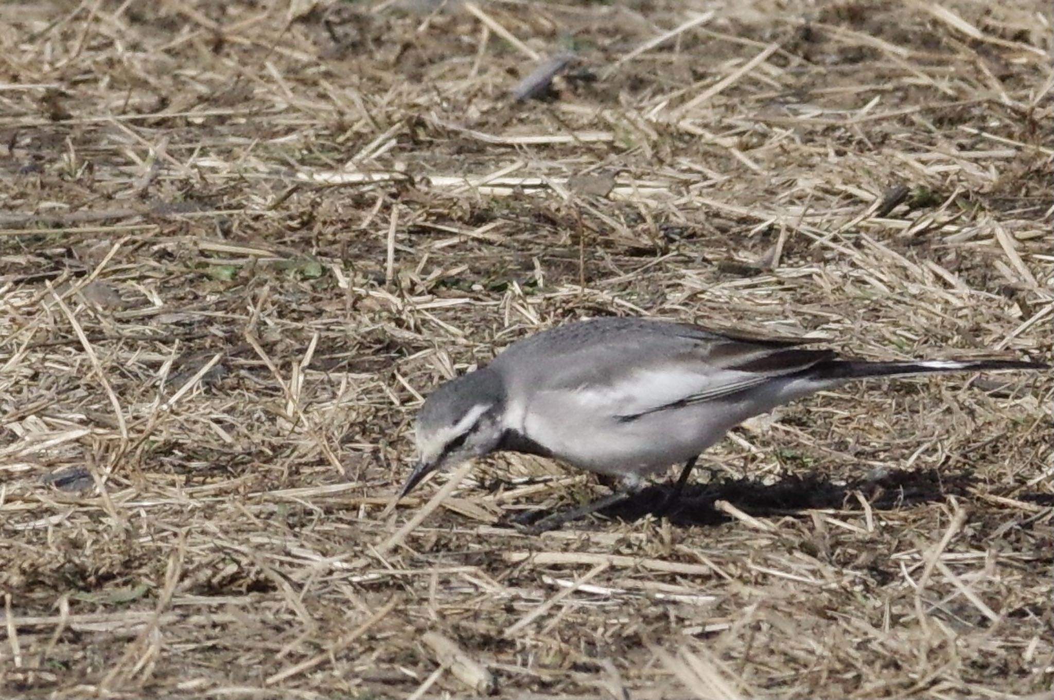 White Wagtail