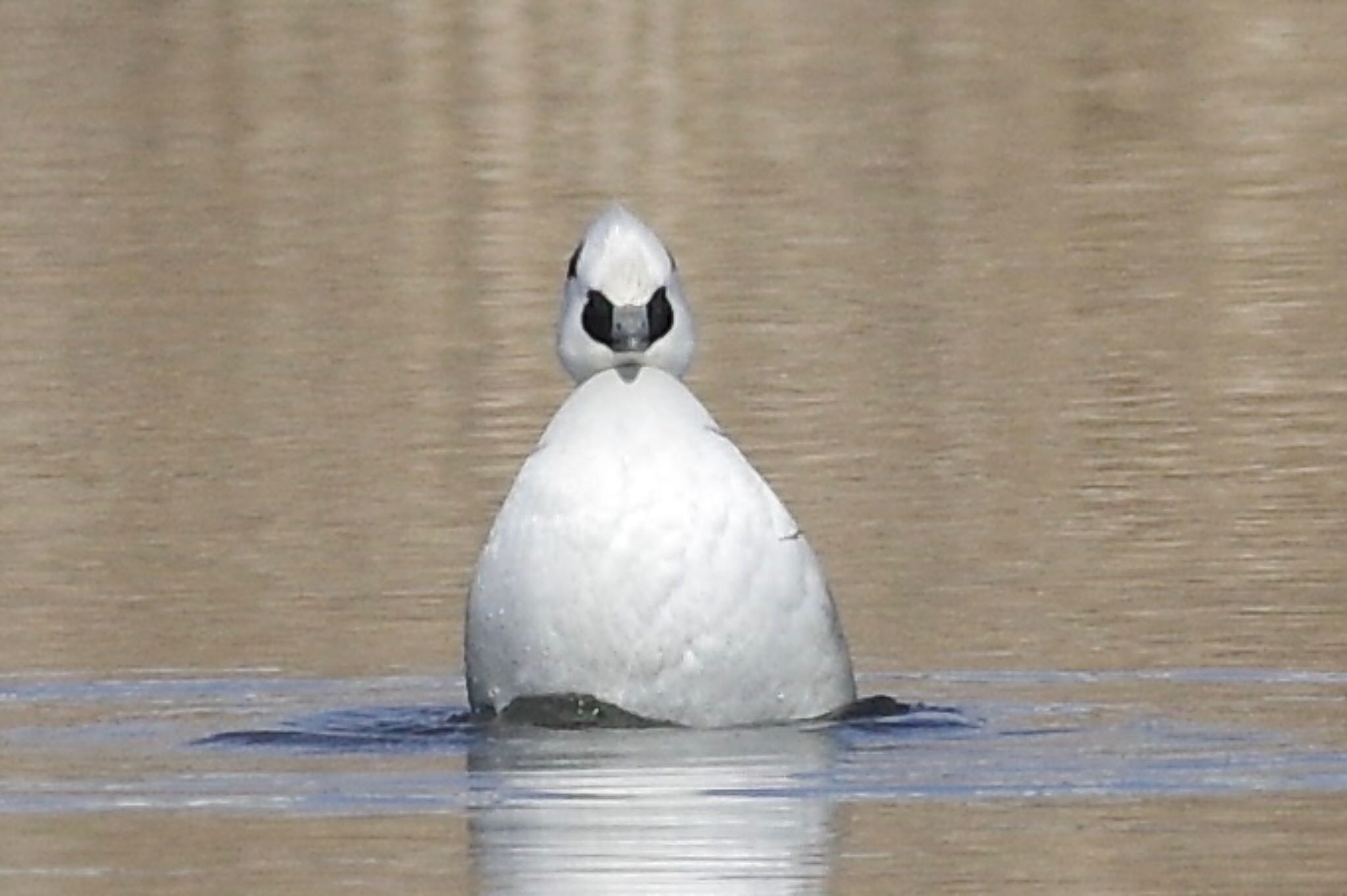 Smew