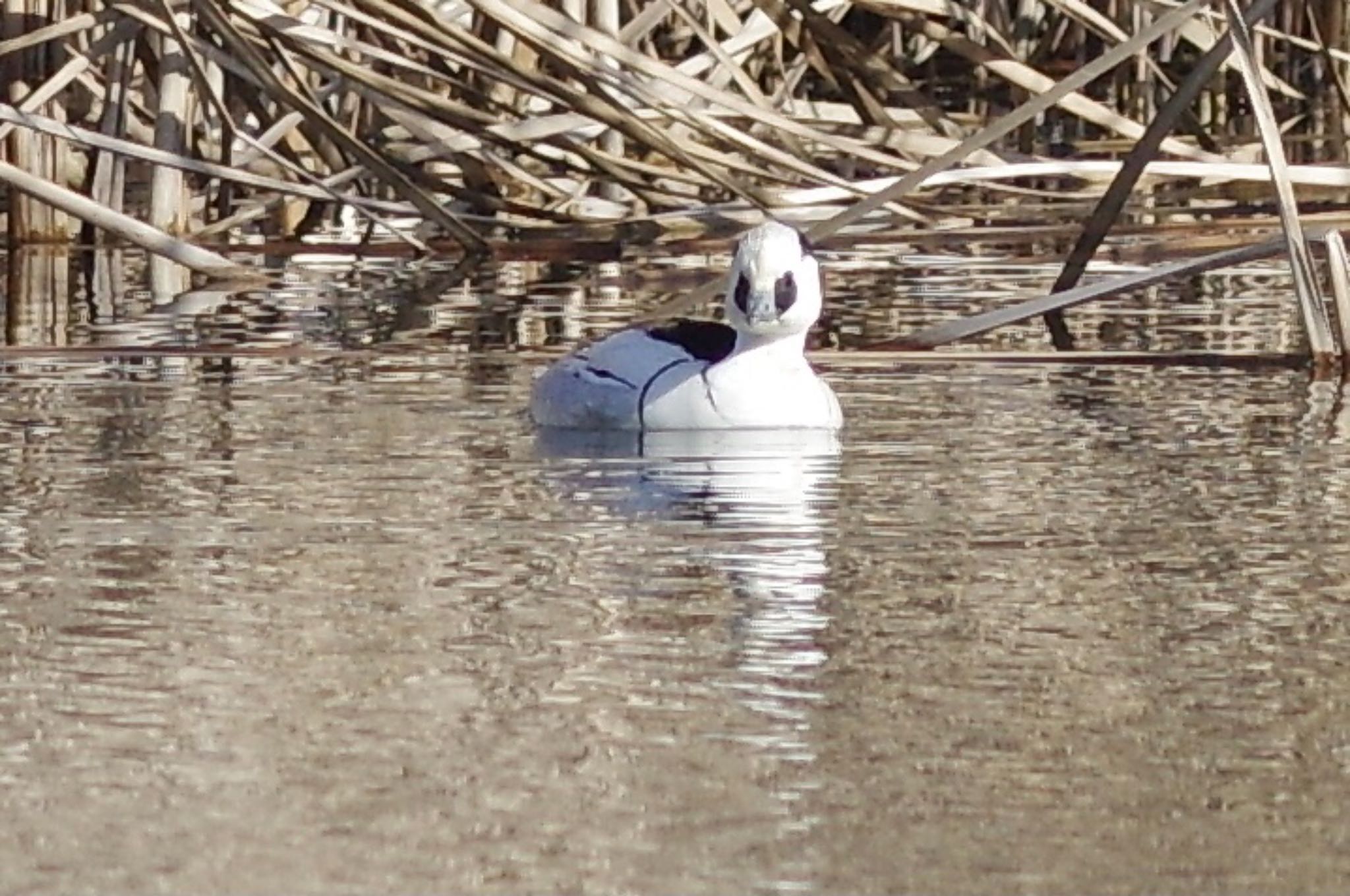 Smew