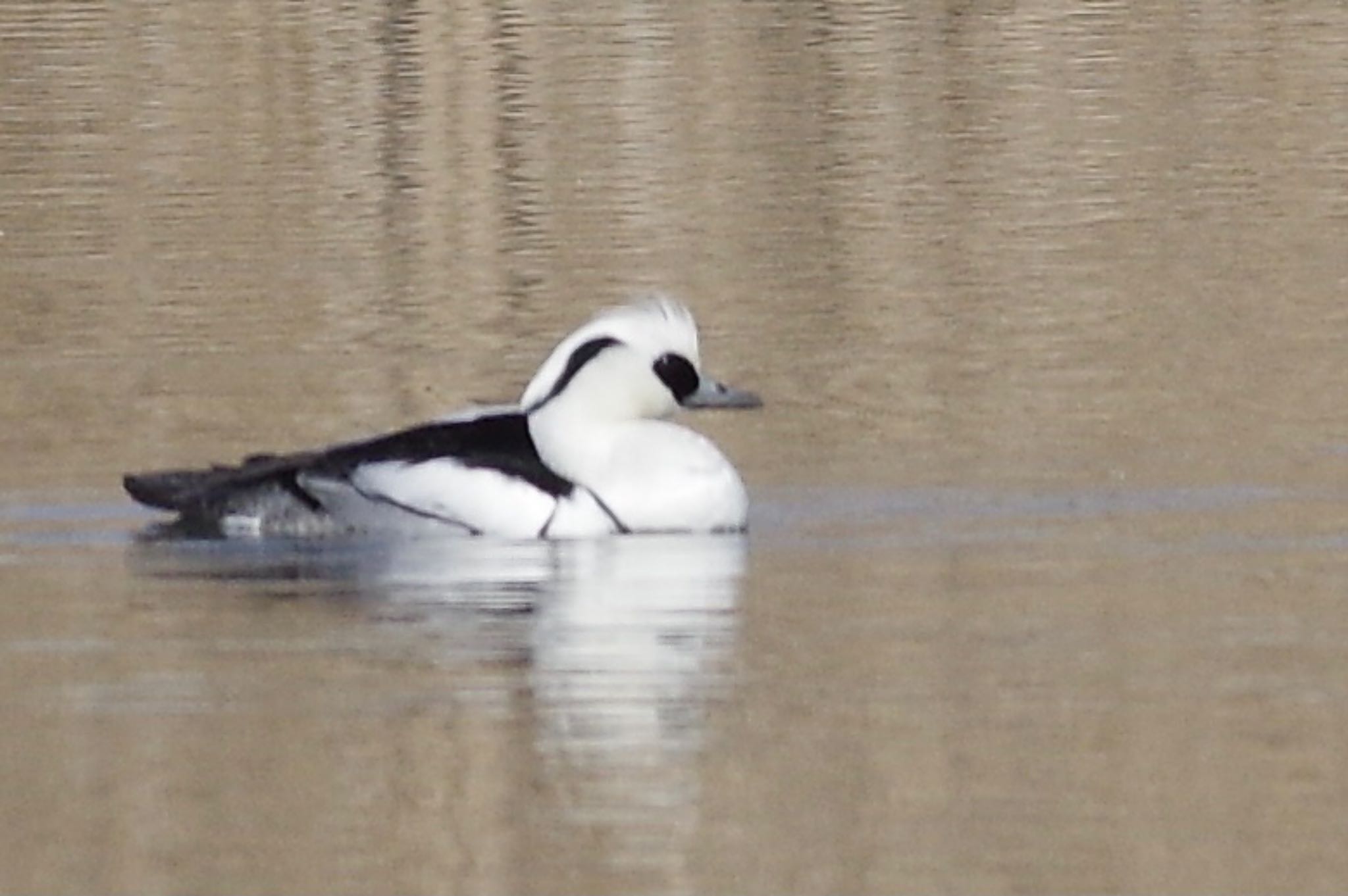 Smew