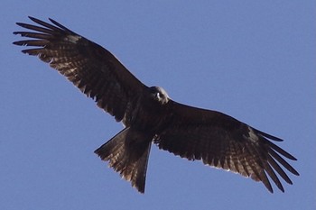 2021年2月6日(土) 新横浜公園の野鳥観察記録