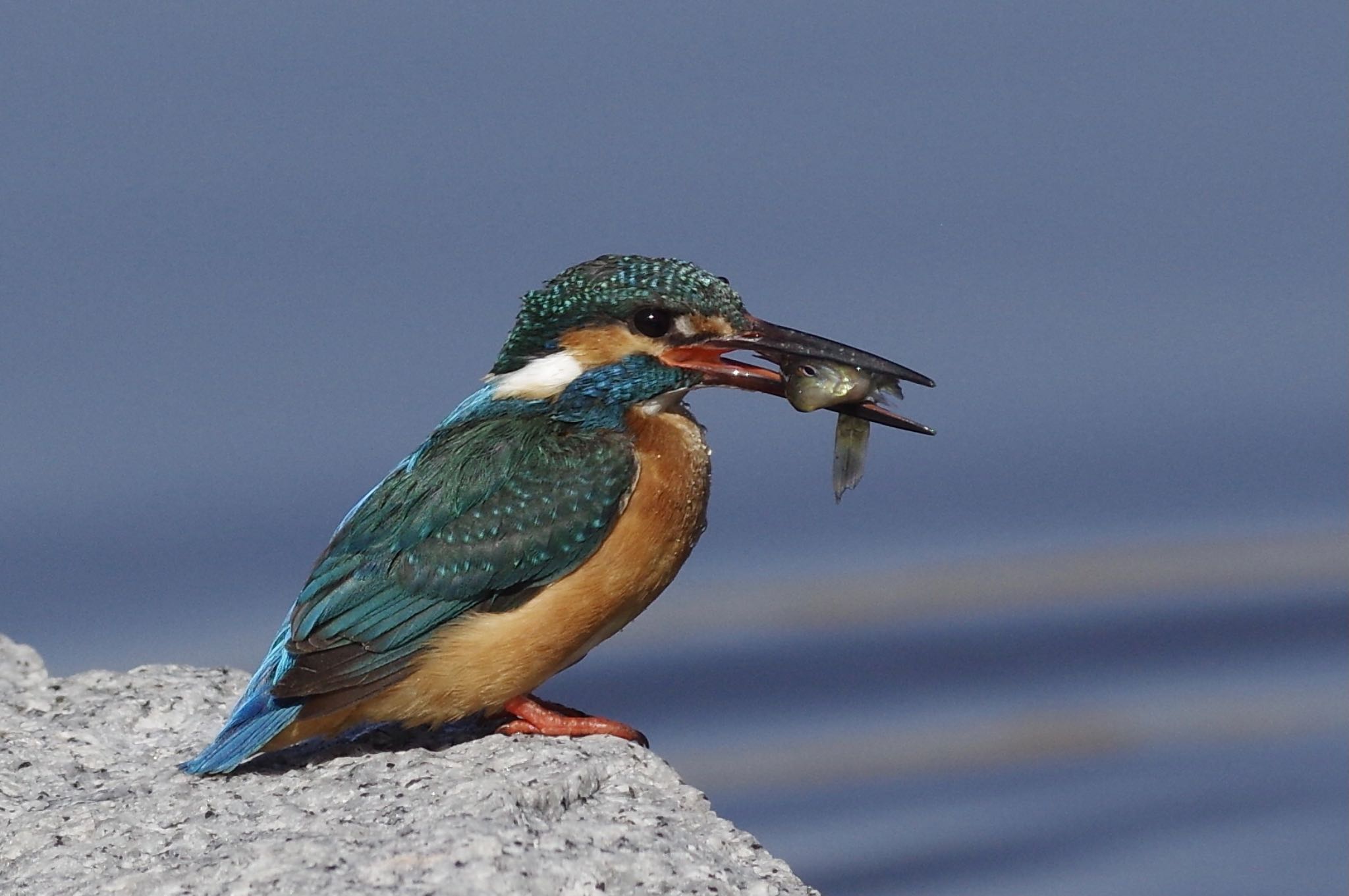 Common Kingfisher