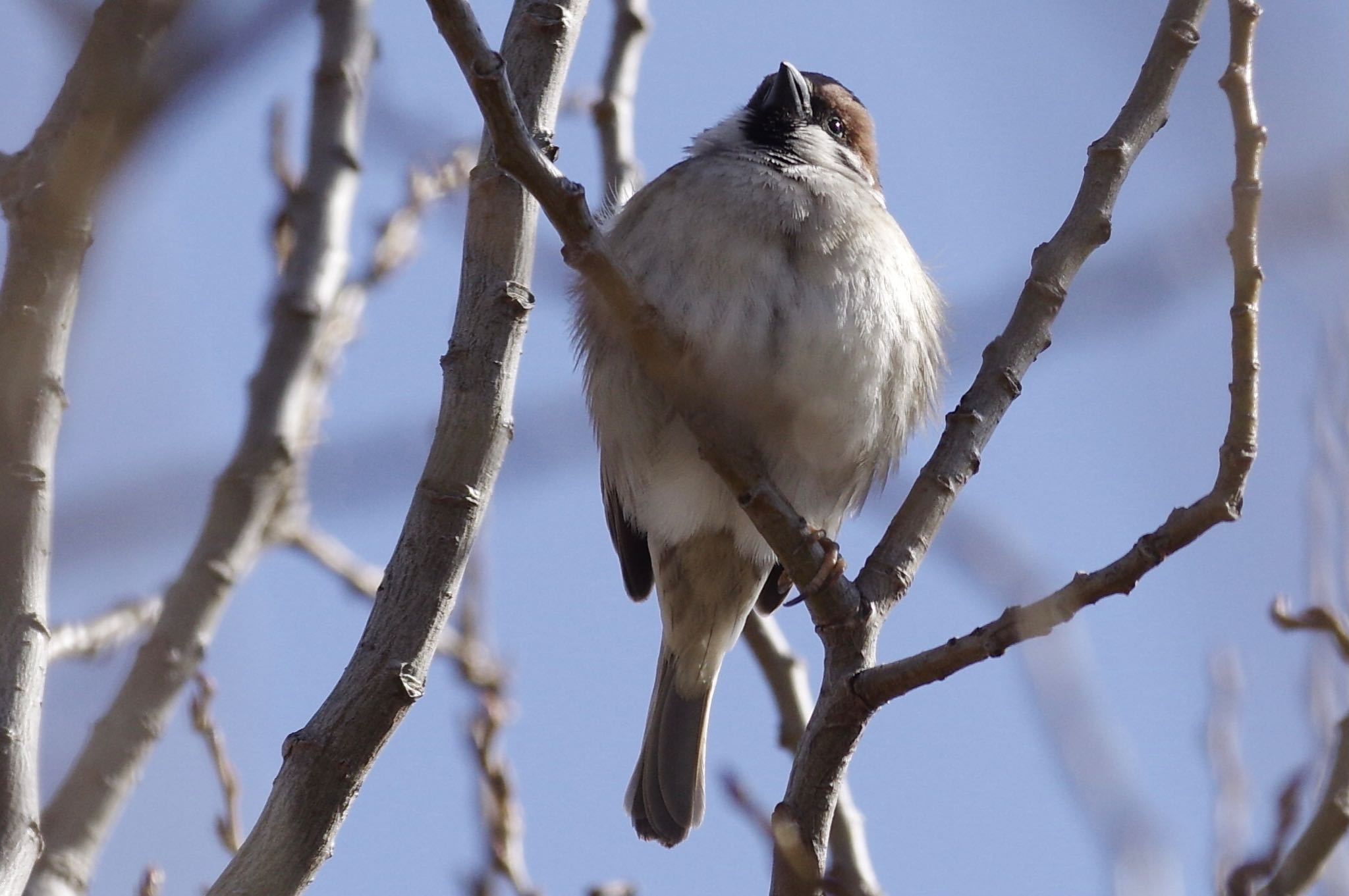 Photo of Eurasian Tree Sparrow at Shin-yokohama Park by TOMOTOMO