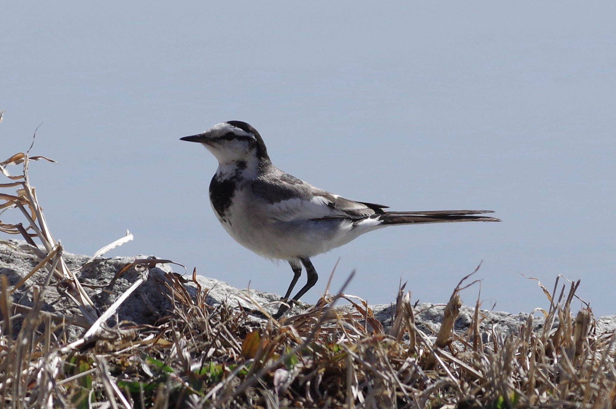 White Wagtail