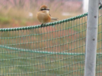 Bull-headed Shrike 岡山市百間川 Wed, 12/28/2016