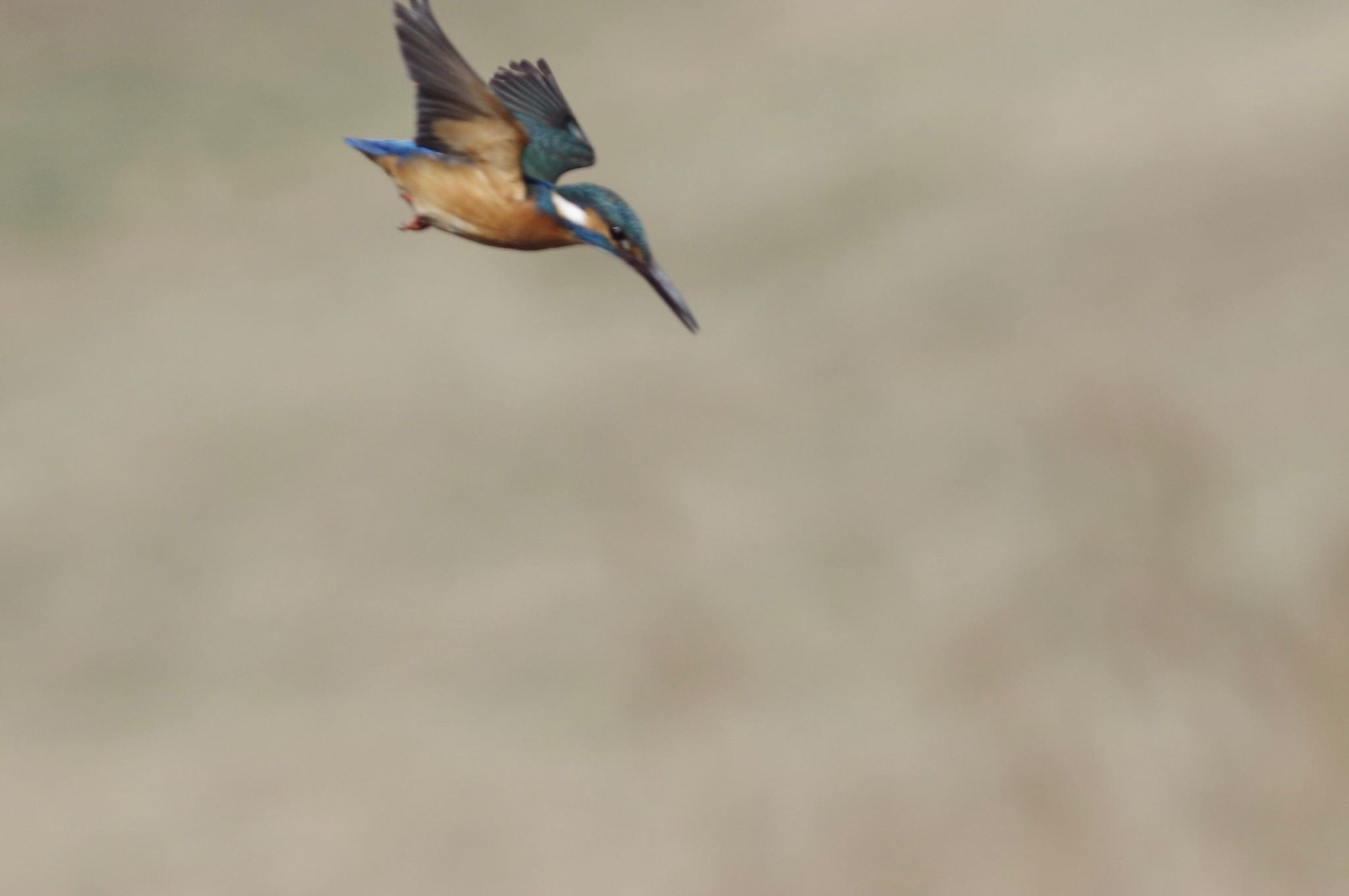 Common Kingfisher