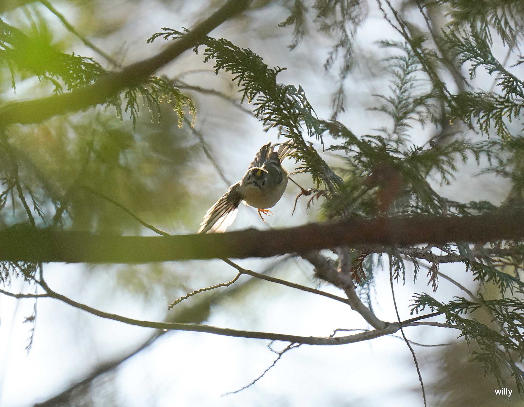 秋ヶ瀬公園 キクイタダキの写真 by willy