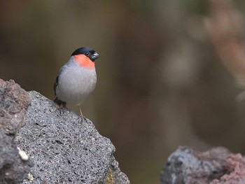 Eurasian Bullfinch Okuniwaso(Mt. Fuji) Mon, 6/26/2017