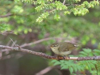 Japanese Leaf Warbler Okuniwaso(Mt. Fuji) Mon, 6/26/2017