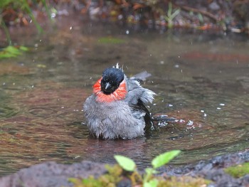 Eurasian Bullfinch Okuniwaso(Mt. Fuji) Mon, 6/26/2017