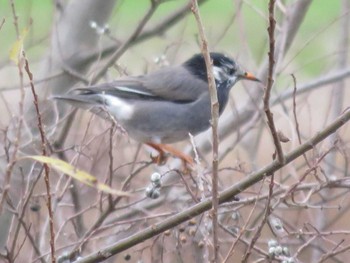 White-cheeked Starling 岡山市百間川 Wed, 12/28/2016