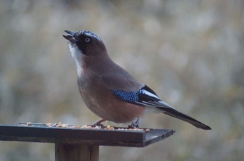 Eurasian Jay Yamanakako Lake Sun, 2/7/2021