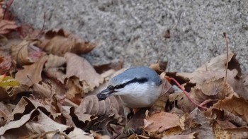 Eurasian Nuthatch 登別温泉 Sat, 11/2/2019