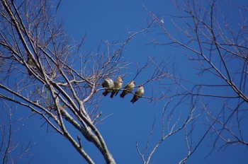 Japanese Waxwing 長池親水公園 Sun, 2/7/2021