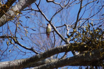 Japanese Waxwing 長池親水公園 Sun, 2/7/2021