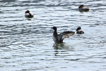 キンクロハジロ 甲子園浜(兵庫県西宮市) 2021年2月7日(日)