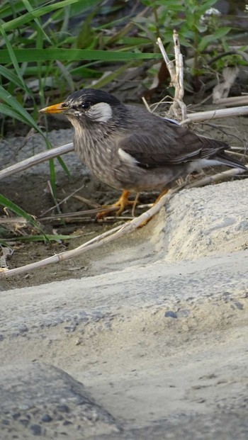 White-cheeked Starling 多摩川 Wed, 4/15/2020