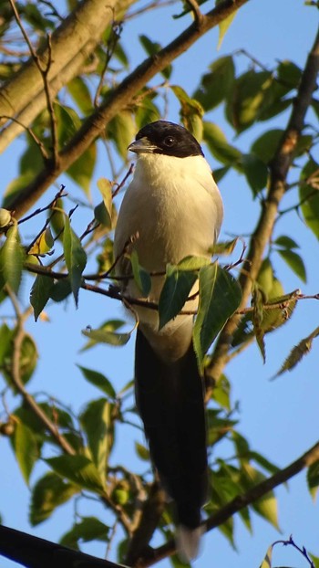 Azure-winged Magpie 多摩川 Wed, 11/4/2020