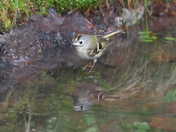 Goldcrest Okuniwaso(Mt. Fuji) Mon, 6/26/2017