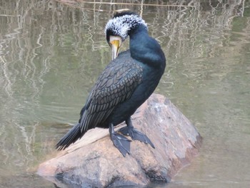 Great Cormorant 岡山市百間川 Wed, 12/28/2016