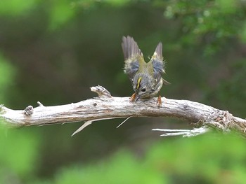 Goldcrest Okuniwaso(Mt. Fuji) Mon, 6/26/2017