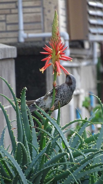 Brown-eared Bulbul 城ヶ島大橋 Mon, 12/23/2019