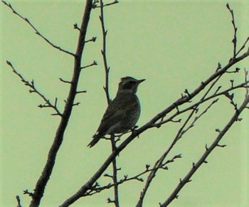 Rustic Bunting 御殿場　樹空の森　裾野市運動公園 Sat, 1/16/2021