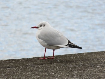 Black-headed Gull 岡山市百間川 Wed, 12/28/2016