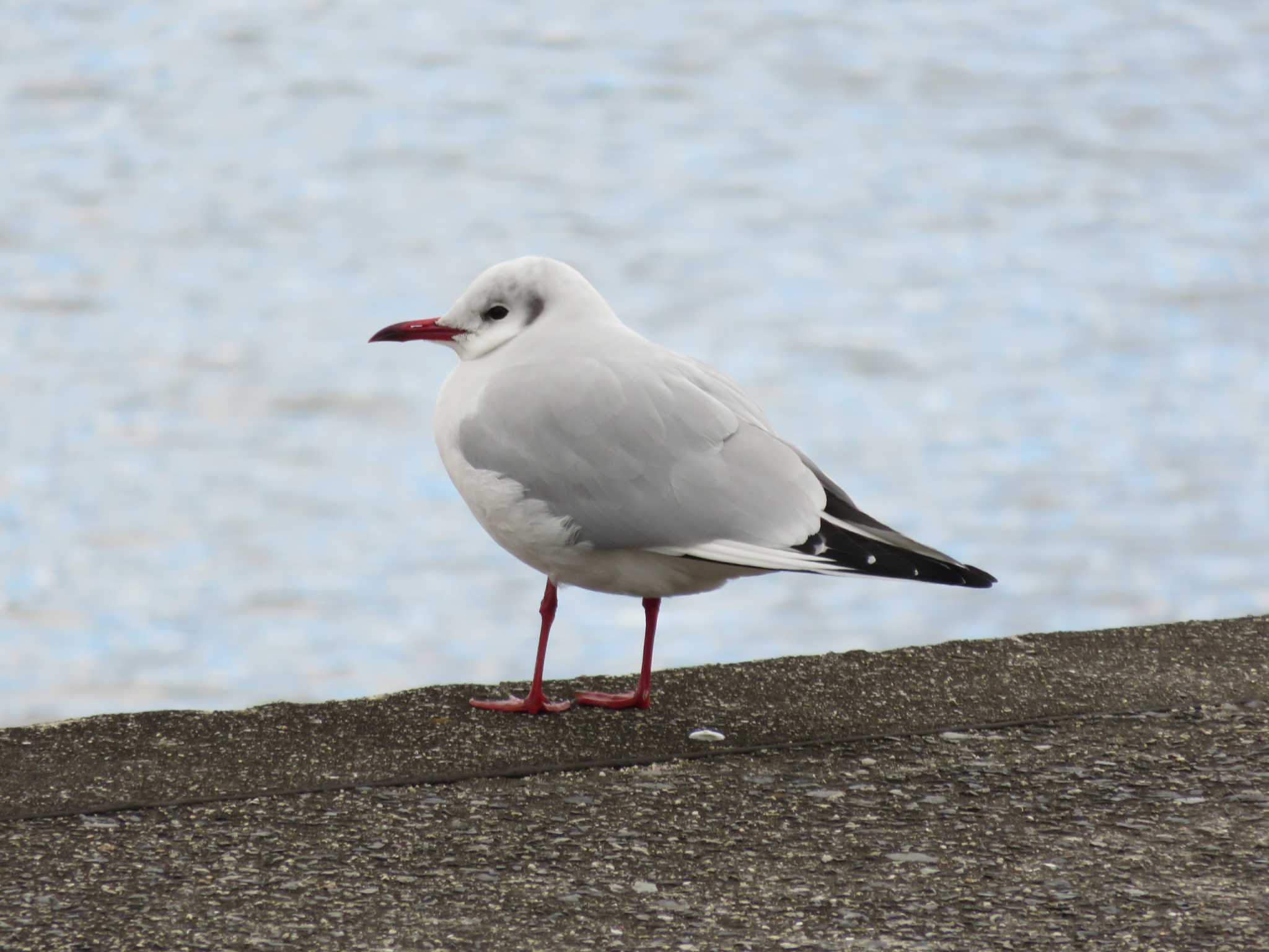 Photo of Black-headed Gull at 岡山市百間川 by たけ