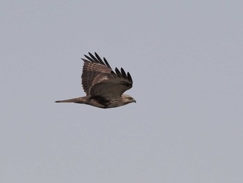 2021年2月8日(月) 稲敷市の野鳥観察記録