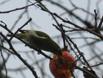 Warbling White-eye 岡山市後楽園 Wed, 12/28/2016