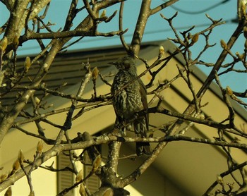 Brown-eared Bulbul 横須賀 Sun, 1/31/2021