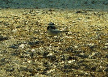 White Wagtail 横須賀 Sun, 1/31/2021