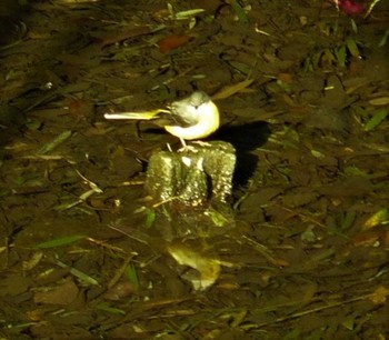 Grey Wagtail 横須賀 Sun, 1/31/2021