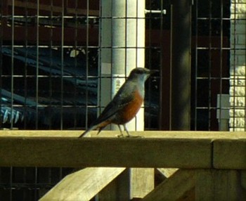 Blue Rock Thrush 横須賀 Sun, 1/31/2021