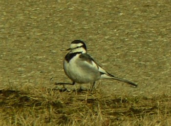 White Wagtail 御殿場　金時山公園 Sat, 1/30/2021