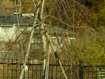 Dusky Thrush 御殿場　金時山公園 Sat, 1/30/2021