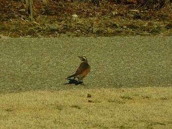 Dusky Thrush 御殿場　金時山公園 Sat, 1/30/2021