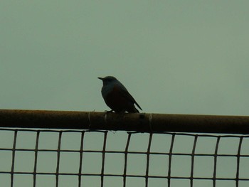 Blue Rock Thrush 横須賀 Sun, 1/24/2021