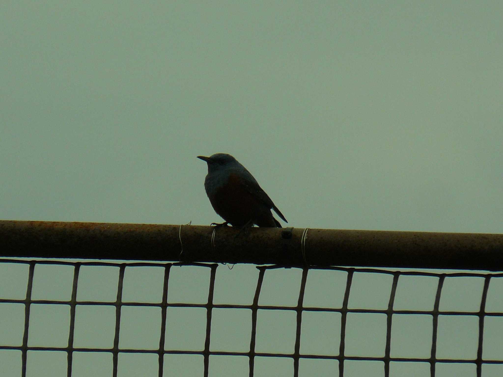 Photo of Blue Rock Thrush at 横須賀 by koshi