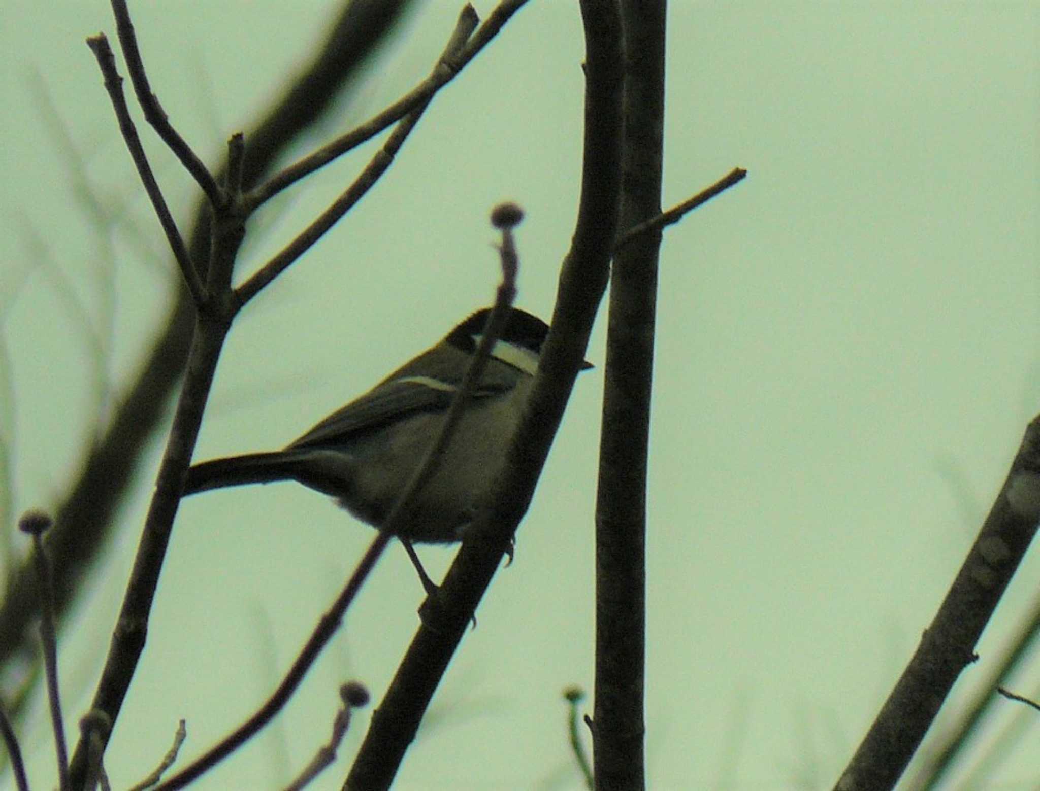 Photo of Japanese Tit at 横須賀 by koshi